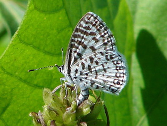 Yuyera