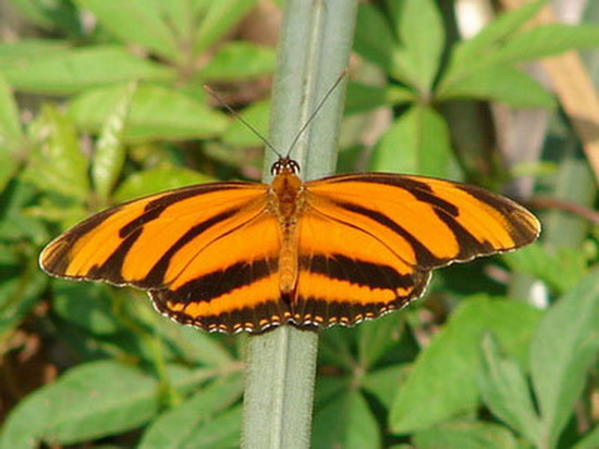 Antorcha rayada