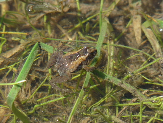 Rana enana