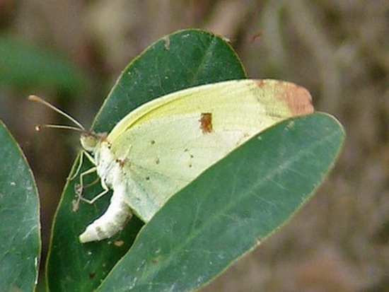 Limoncito común 