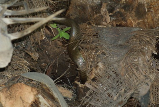 Culebra marrón