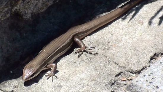 Lagartija de las cortaderas