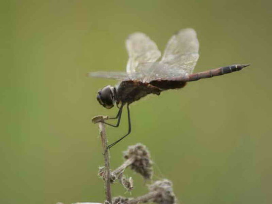 Dragonfly/Skimmers