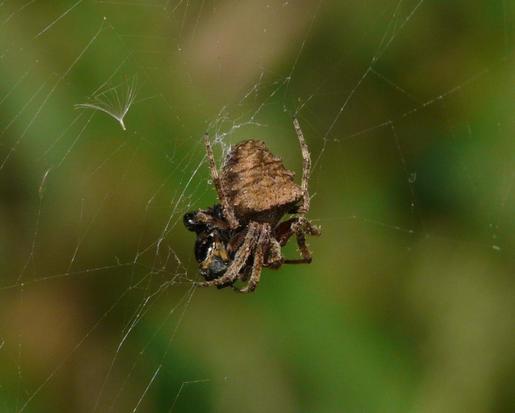 Orb weaver