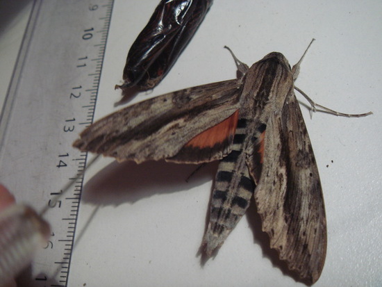 Polilla esfinge elo