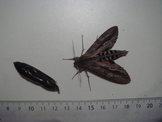 Polilla esfinge elo