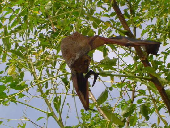 Murciélago escarchado