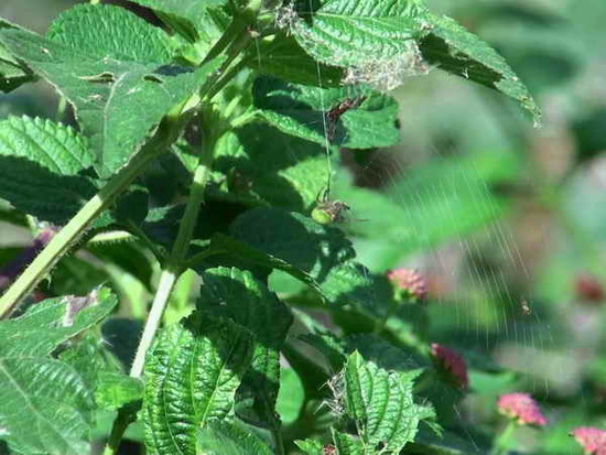 Orb weaver
