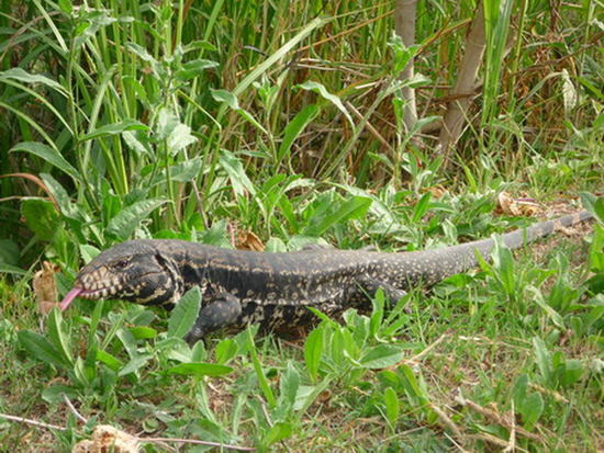 Lagarto overo