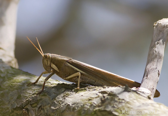 Yellow-lined Grasshopper