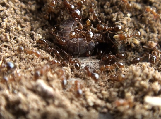 Ant