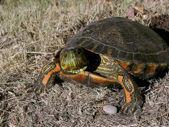 Painted turtle
