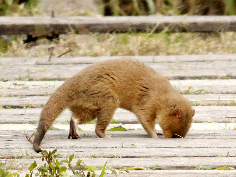 Lutrine opossum sniffing around the viewpoint