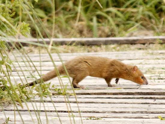 Lutrine opossum