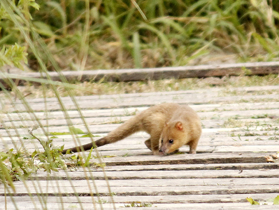 Lutrine opossum