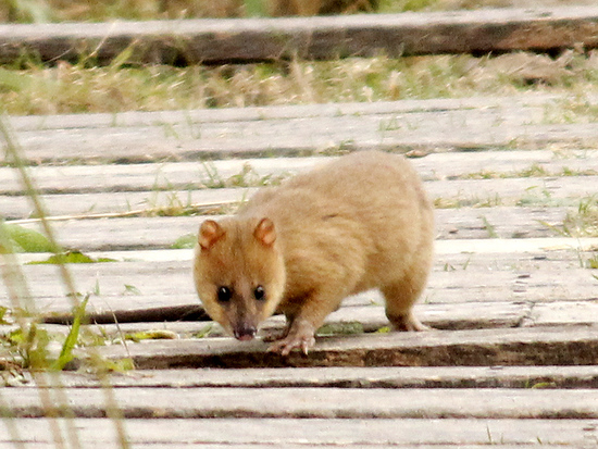 Lutrine opossum