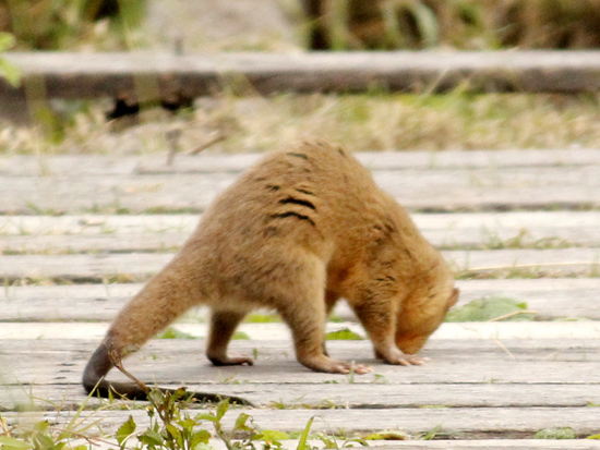Lutrine opossum