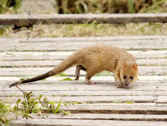 Lutrine opossum