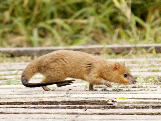 Lutrine opossum