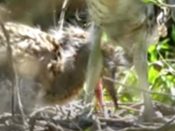 Feeding little rufescent tiger-herons