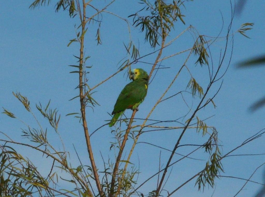 Loro hablador cgl 5 6 11