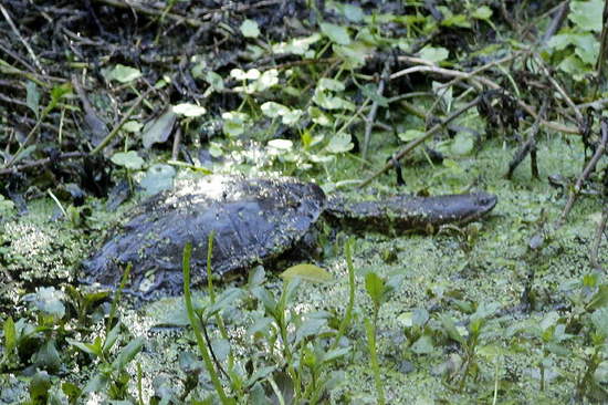 Tortuga cuello de serpiente