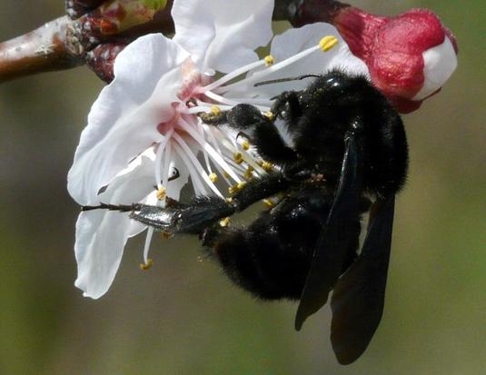 Bumblebee