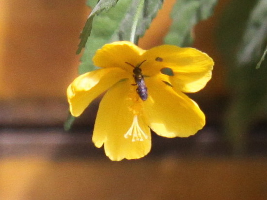 Sweat Bee