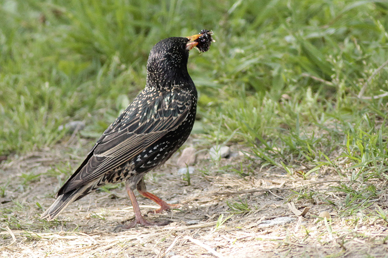 Two exotics: European starling and  mulberry