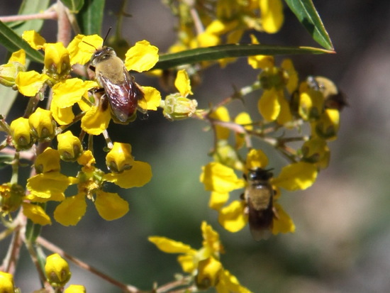 Solitary bee