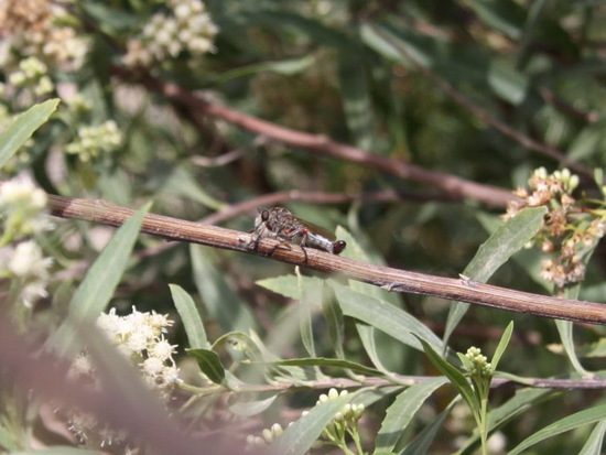 Robber fly