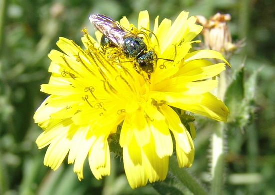 Small carpenter bee