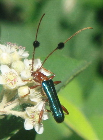 Long-horned beetle