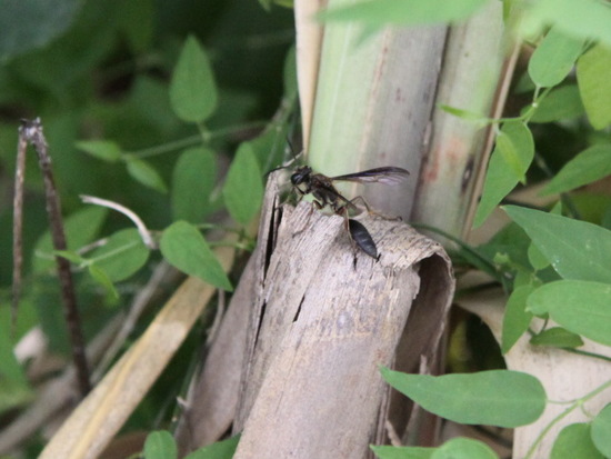 Grass-carrying wasp