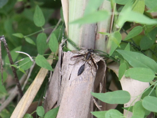 Grass-carrying wasp