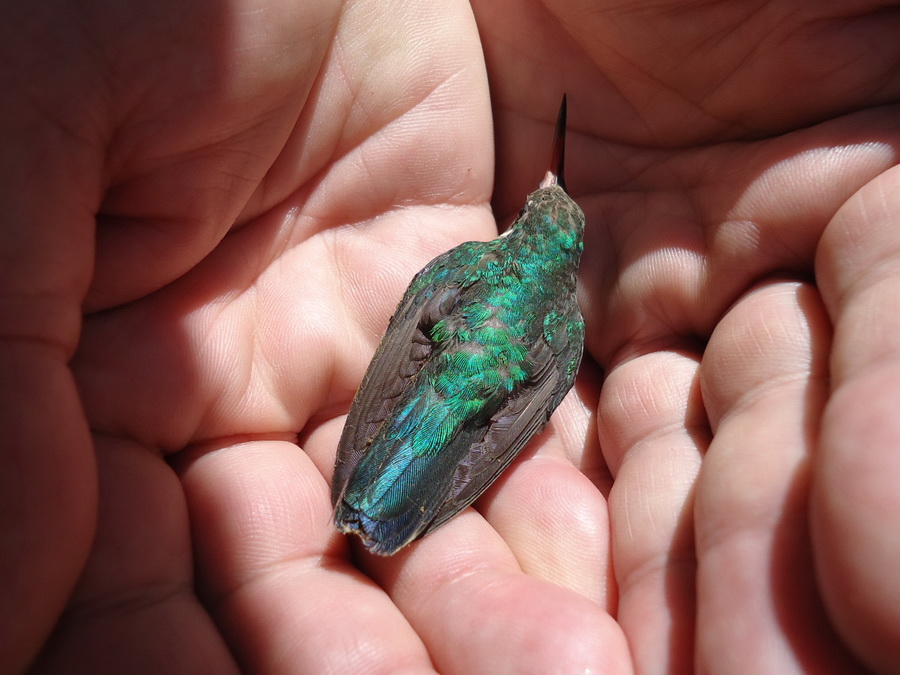 Glittering-bellied emerald in a predicament