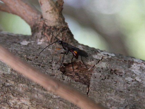 Braconid wasp