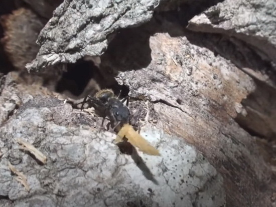 Carpenter ant