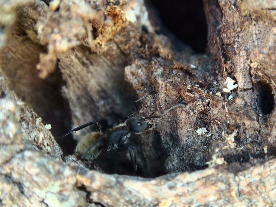 Hormiga carpintera