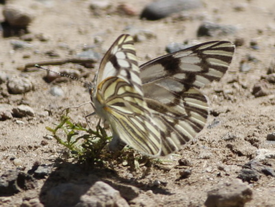 Lechera argentina 