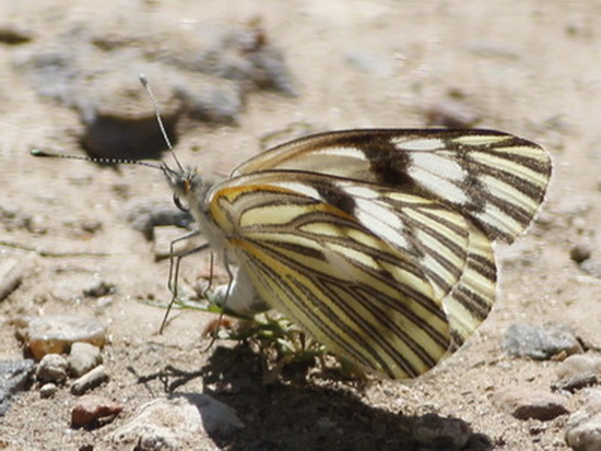 Lechera argentina 