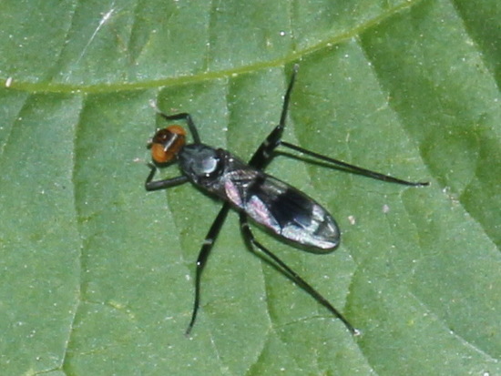 Stilt-legged fly