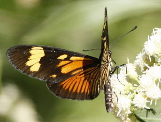 Perezosa grande 