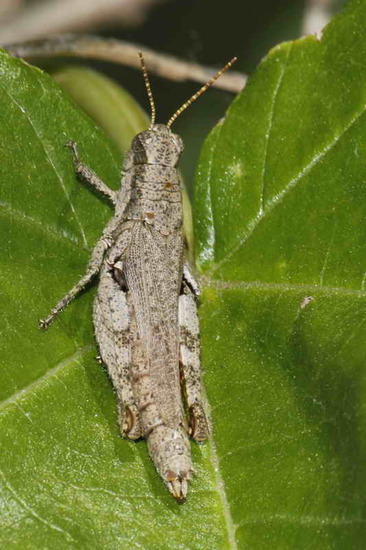 Spur-throated grasshopper