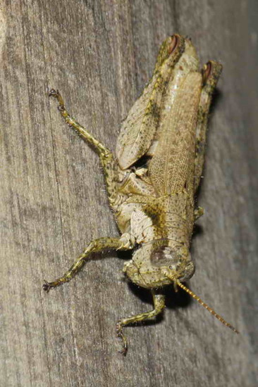 Spur-throated grasshopper