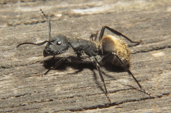 Carpenter ant