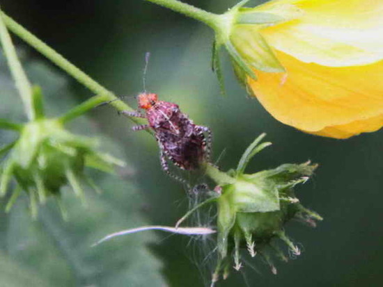 Scentless plant bug