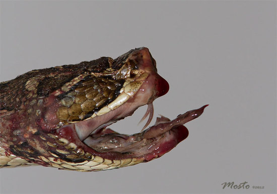 Urutu pit viper