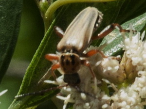 Soldier beetle/Chauliognathus scriptus