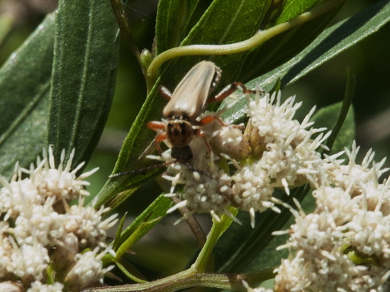 Soldier beetle